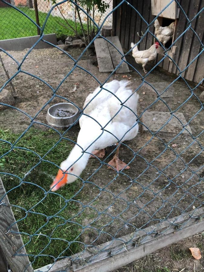 Ferienwohnung Gans Auguste Dohna Kültér fotó